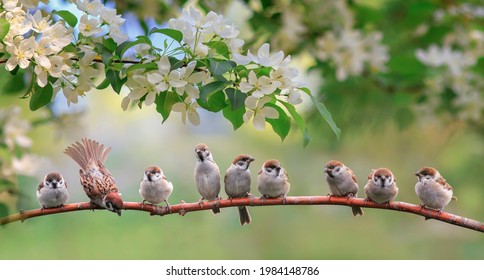 flock of small sparrow chicks sits among the blooming white branches of an apple tree in a spring park - Powered by Shutterstock