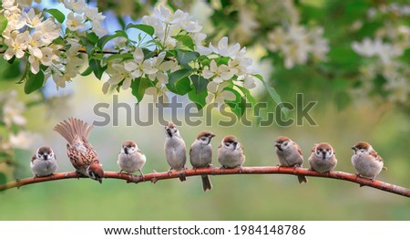 flock of small sparrow chicks sits among the blooming white branches of an apple tree in a spring park
