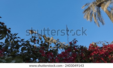 flock of small sparrow chicks sits among the Bougainvillea flower. sparrow sitting on tree. 