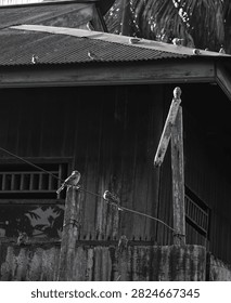 Flock of small sparrows perched on wires, wooden posts, and tin roof of an old village wooden house in black and white