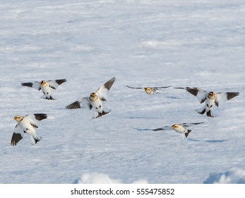 Flock Of Snow Buntings Taking Off In Winter