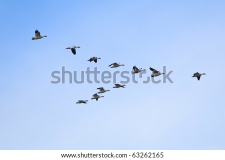 Flock of snow geese (Chen caerulescens) flying in a formation