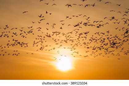 A Flock Of Snow Geese Fly Off Into The Sunset At Middle Creek Wildlife Management Area In Southeast Pennsylvania.