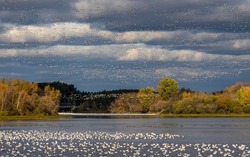 Flock Of Snow Geese Over The Pond