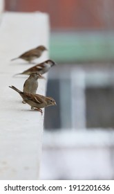 A Flock Of Sparrows Eat Seeds On The Railing. Flying Sparrows.