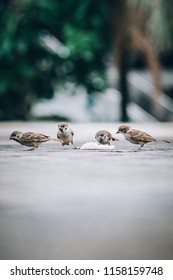 Flock Of Sparrows Eating Bread Crumbs On The Street. View From Animal Floor Perspective