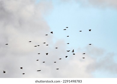 Flock of sparrows flying in the evening when they retire to their shelters