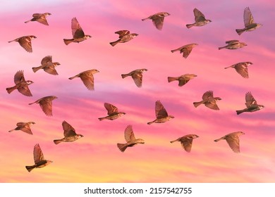 Flock Of Sparrows Flying On A Sunrise Or Sunset Background. Love And Romance Concept