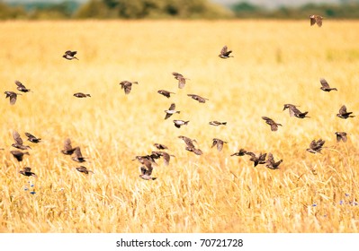 A Flock Of Sparrows Flying Over The Wheat Field