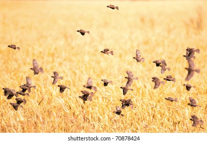 A Flock Of Sparrows Flying Over The Wheat Field