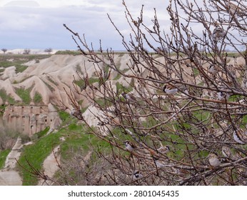 A flock of sparrows perched on the branches of a tree with the unique volcanic rock formations of Cappadocia, Turkey in the background.