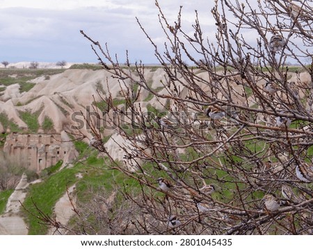 A flock of sparrows perched on the branches of a tree with the unique volcanic rock formations of Cappadocia, Turkey in the background.