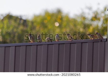 Flock of sparrows sitting on brown metal fence
