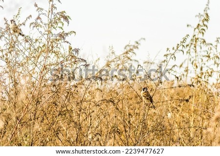 A flock of sparrows in their natural environment, on the shore of a lake. A flock of sparrows in their natural environment, on the yellowing stems of a bush by the lake in autumn.