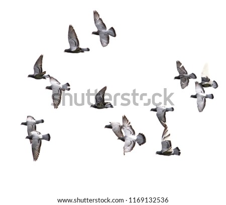 flock of speed racing pigeon bird flying on white background