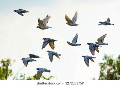 Flock Of Speed Racing Pigeon Brid Flying 