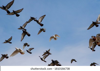 鳩 キャラクター の写真素材 画像 写真 Shutterstock