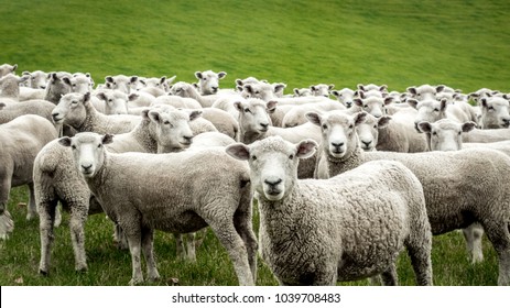 Flock of Staring Sheep - Shutterstock ID 1039708483