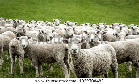 Flock of Staring Sheep 商業照片 © 