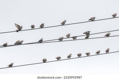 Flock of starling birds perched on telephone wires - Powered by Shutterstock