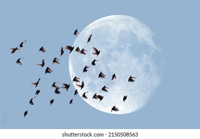 A flock of starling birds in the sky in the background full moon "Elements of this image furnished by NASA"