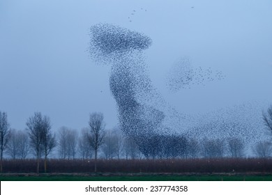 Flock Of Starlings