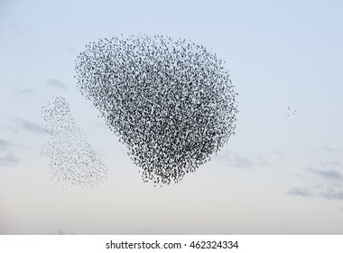 Flock Of Starlings