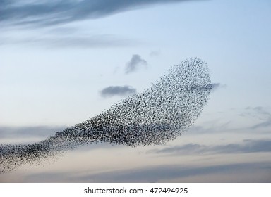 Flock Of Starlings