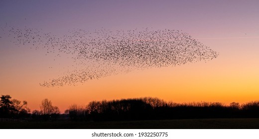 Flock Of Starlings After Sunset