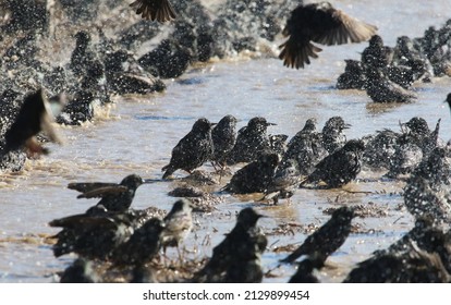 A flock of starlings bathes in a puddle near the city of Evpatoria (Crimea, Crimean Peninsula)