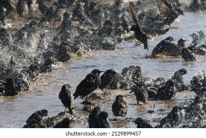 A flock of starlings bathes in a puddle near the city of Evpatoria (Crimea, Crimean Peninsula)