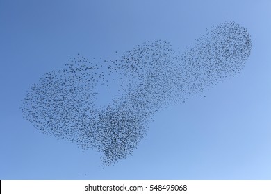 A Flock Of Starlings Before Flying South.