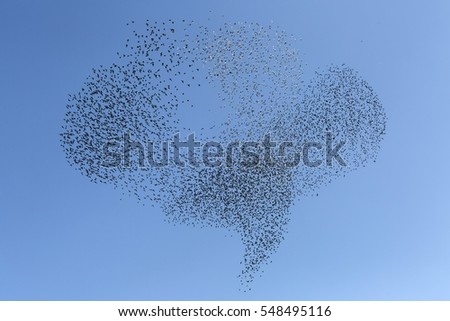 A flock of starlings before flying south.