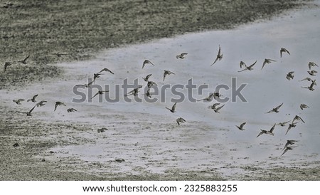 Flock of Starlings birds flying over the shore. Nature reserve of the Isonzo river mouth, Isola della Cona, Italy.