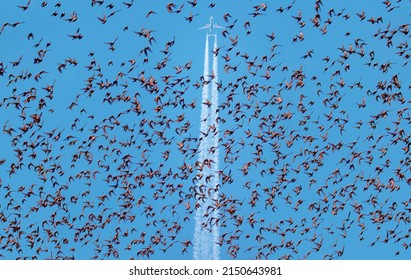 Flock Of Starlings With Bright Blue Sky - Trail Of White Smoke From The Airplane In The Blue Sky