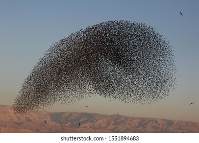 A Flock Of Starlings Fly Near Beit She'an Israel On February, 2019