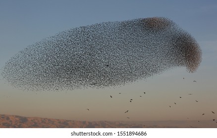 A Flock Of Starlings Fly Near Beit She'an Israel On February, 2019