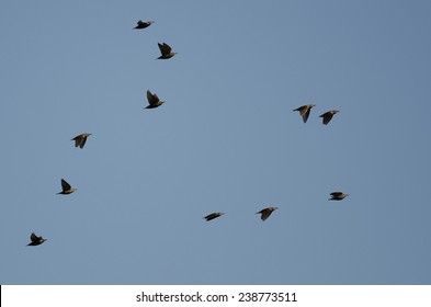 Flock Of Starlings Flying In A Blue Sky