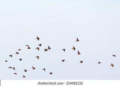 Flock Of Starlings Flying In The Sky