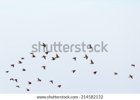 Flock of starlings flying in the sky Stock photo © 
