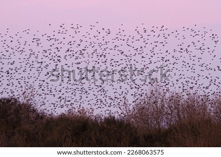 Flock of Starlings (Sturnus unicolor) displaying murmuration at purple sunset