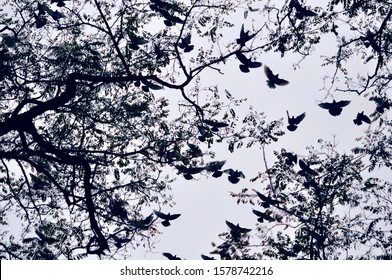 Flock Of Startled Pigeons Seeking Shelter On Top Of An Acacia Tree