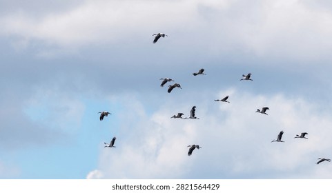 Flock of storks flying through a cloudy sky during migration