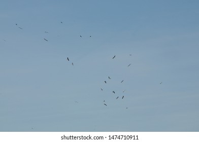 a flock of storks in the sky - Shutterstock ID 1474710911
