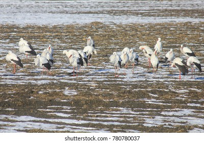 a flock of storks in the snow