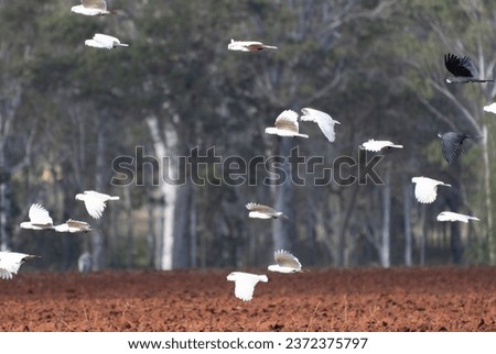 Flock of Sulfur-crested Cockatoos flying