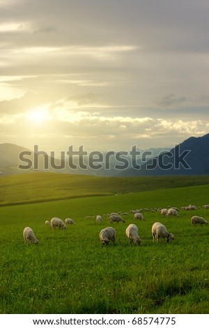 A flock and a sunset