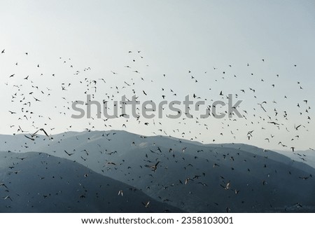 Flock of swallow birds at sunrise