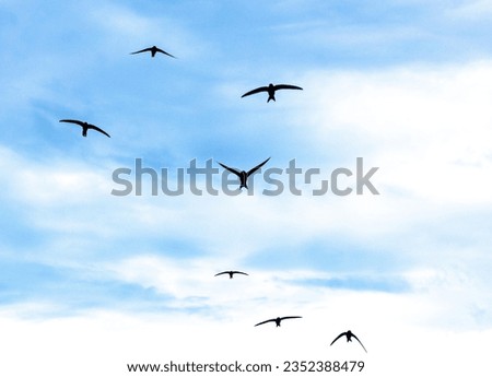 Flock of swallows. Silhouettes crowd flying birds away sky, free black bird aloft swift flight swarm swallow above cloud skyline.