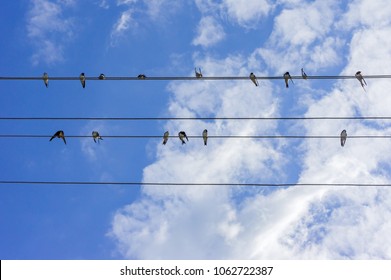 Flock Swallows Sitting On Wires Against Stock Photo 1062722387 ...